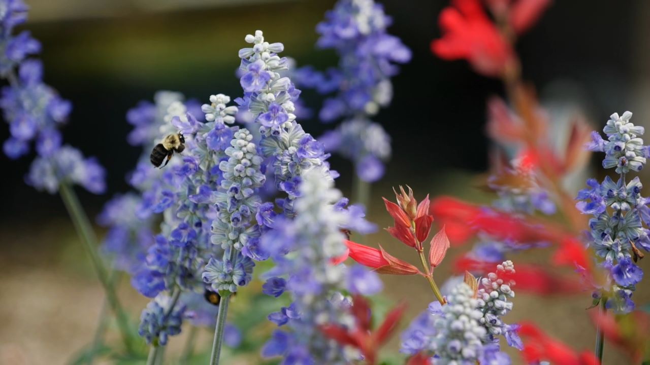 Get It Growing: Welcoming beneficial insects to your garden
